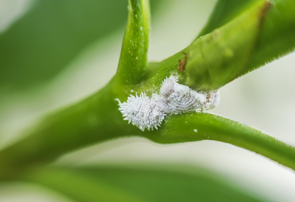 mealy bugs on a plant